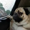😭 Эмодзи «Doggy» для Telegram