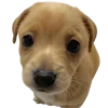 😞 Эмодзи «Doggy» для Telegram