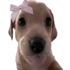😍 Эмодзи «Doggy» для Telegram