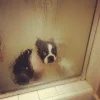 🥲 Эмодзи «Doggy» для Telegram