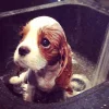 😢 Эмодзи «Doggy» для Telegram