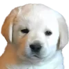 😒 Эмодзи «Doggy» для Telegram