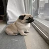🥲 Эмодзи «Doggy» для Telegram