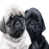 ☺️ Эмодзи «Doggy» для Telegram