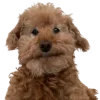 😊 Эмодзи «Doggy» для Telegram
