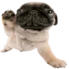 ☺️ Эмодзи «Doggy» для Telegram