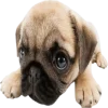 🥺 Эмодзи «Doggy» для Telegram