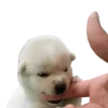 😡 Эмодзи «Doggy» для Telegram
