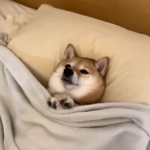 😴 Стикер «Собаки же» для Telegram
