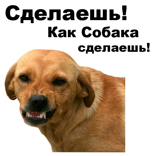 😠 Стикер «Псы» для Telegram