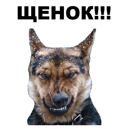 😠 Стикер «Псы» для Telegram