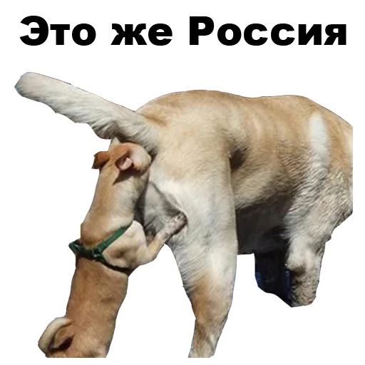 😮 Стикер «Псы» для Telegram