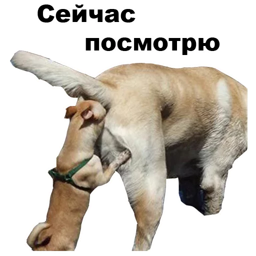 😑 Стикер «Псы» для Telegram