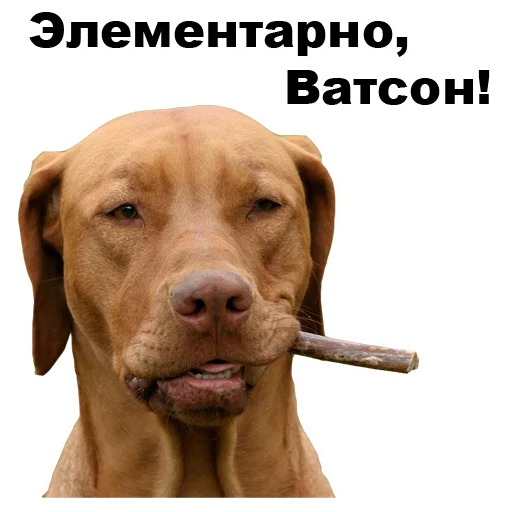 🚬 Стикер «Псы» для Telegram