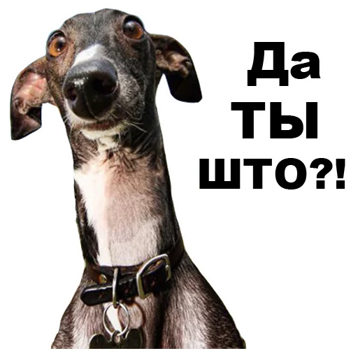 😯 Стикер «Псы» для Telegram