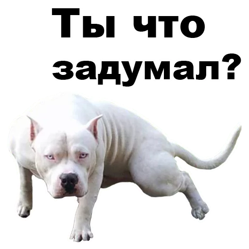 😒 Стикер «Псы» для Telegram