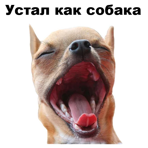 😴 Стикер «Псы» для Telegram