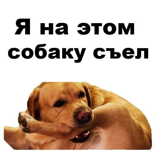 🐕 Стикер «Псы» для Telegram