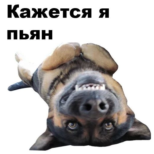 🍺 Стикер «Псы» для Telegram