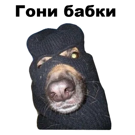 💵 Стикер «Псы» для Telegram