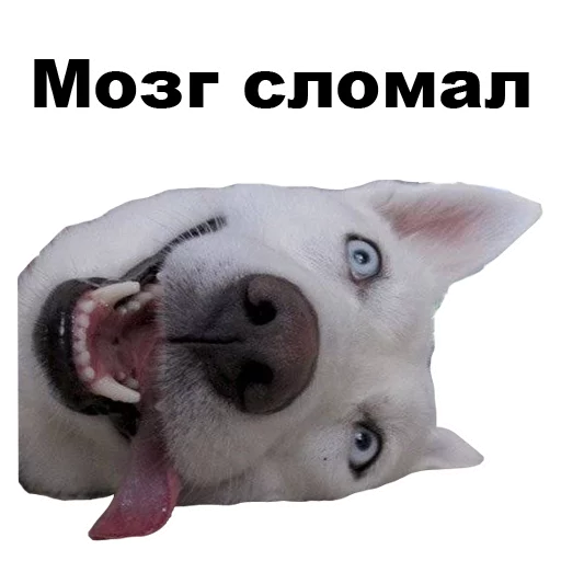 😵 Стикер «Псы» для Telegram