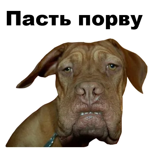 😠 Стикер «Псы» для Telegram