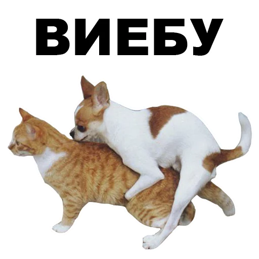 👈 Стикер «Псы» для Telegram