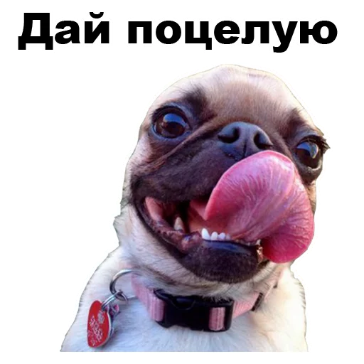 😘 Стикер «Псы» для Telegram