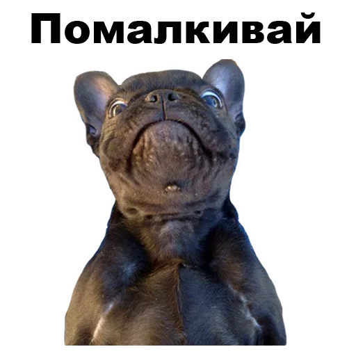 😶 Стикер «Псы» для Telegram