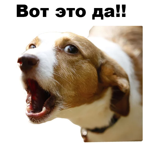 😮 Стикер «Псы» для Telegram