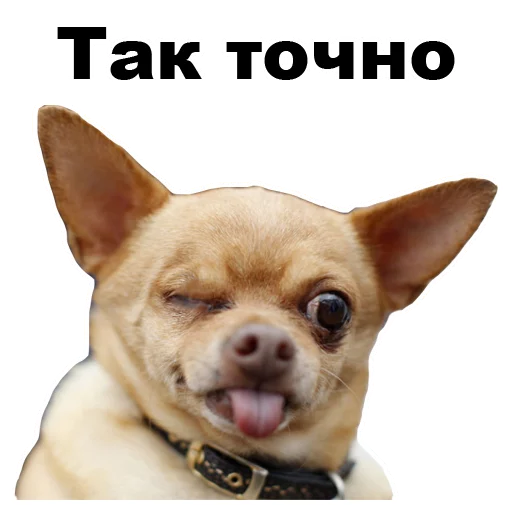 😉 Стикер «Псы» для Telegram