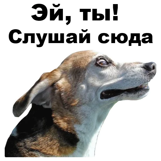 😠 Стикер «Псы» для Telegram