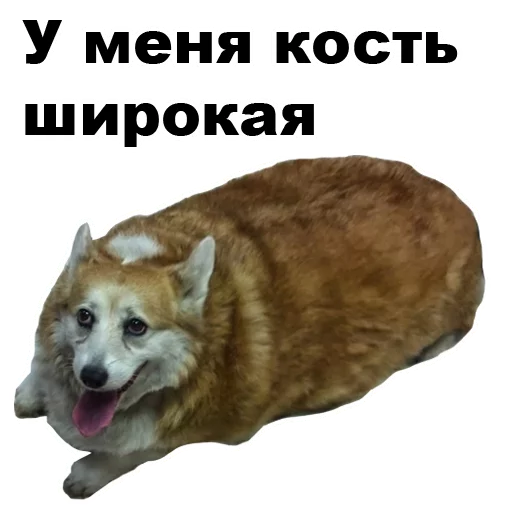 🐶 Стикер «Псы» для Telegram