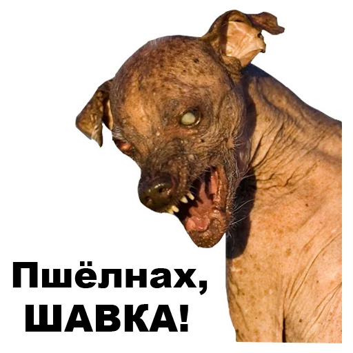 😡 Стикер «Псы» для Telegram