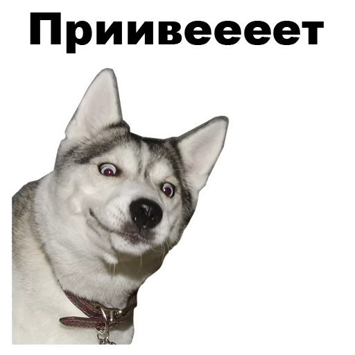 🖖 Стикер «Псы» для Telegram