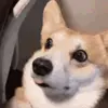Стикер 56 Dogs
