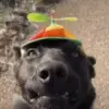 Стикер 30 Dogs