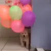 Стикер 35 Dogs