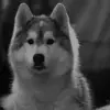 Стикер 57 Dogs