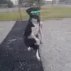 Стикер 51 Dogs