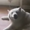 Стикер 24 Dogs