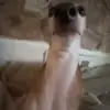 Стикер 29 Dogs