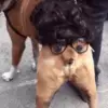 Стикер 34 Dogs