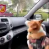Стикер 36 Dogs