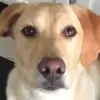 Стикер 45 Dogs