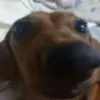 Стикер 3 Dogs