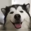 Обложка набора Dogs