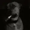 Стикер 42 Dogs