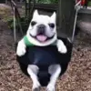 Стикер 11 Dogs