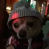 Стикер 41 Dogs